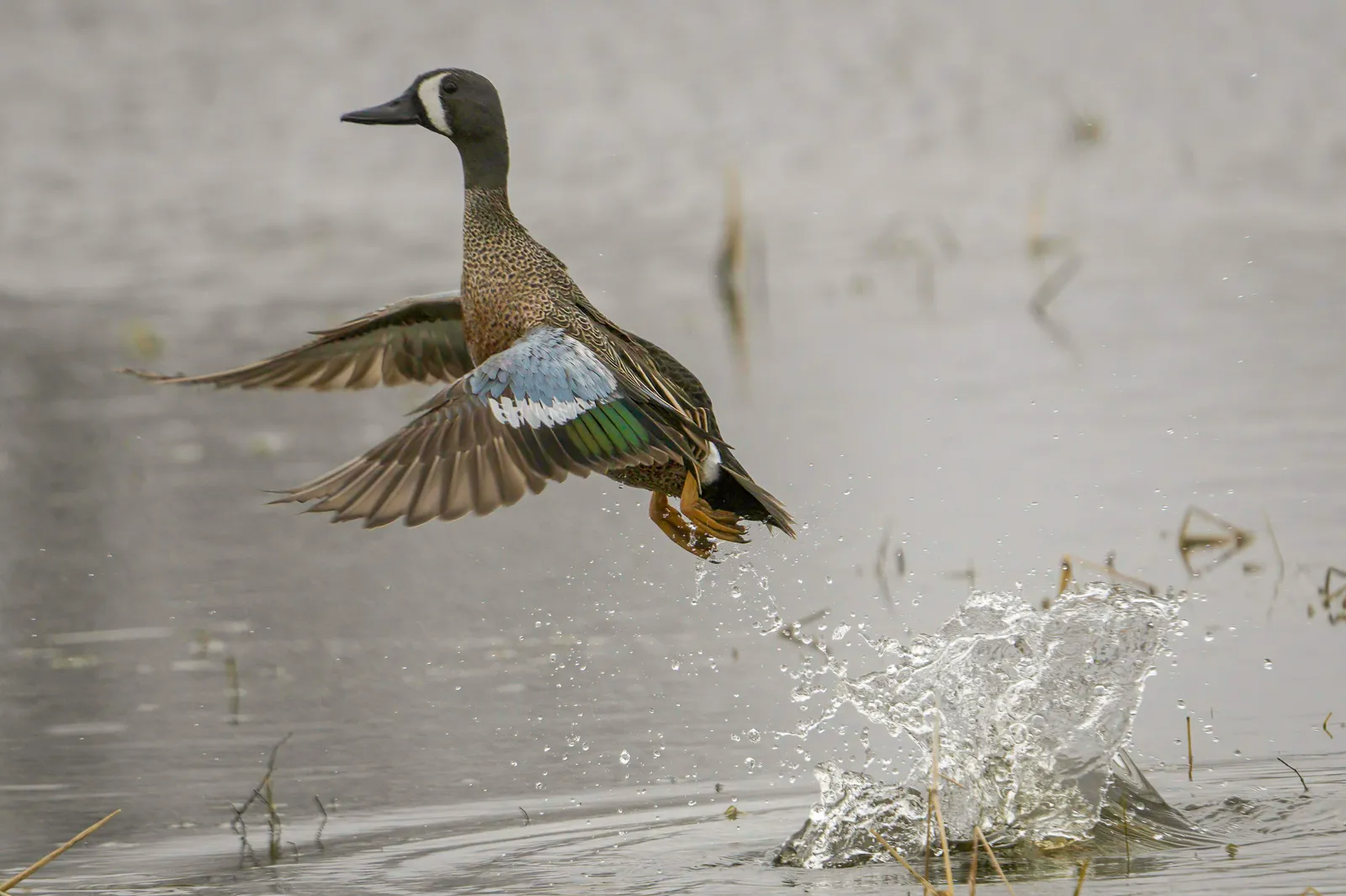 Fly and Blast — photo 4
