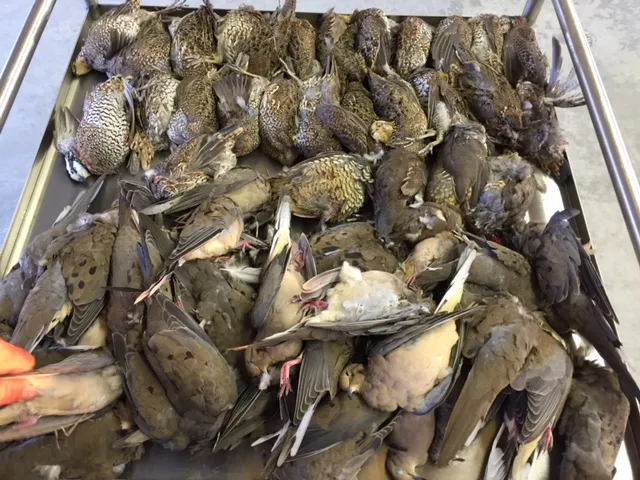 Dove Hunt - Semi-guided — photo 4