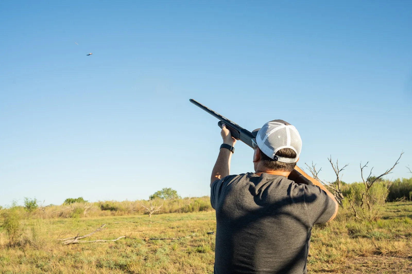 Dove Hunt - Semi-guided — photo 5
