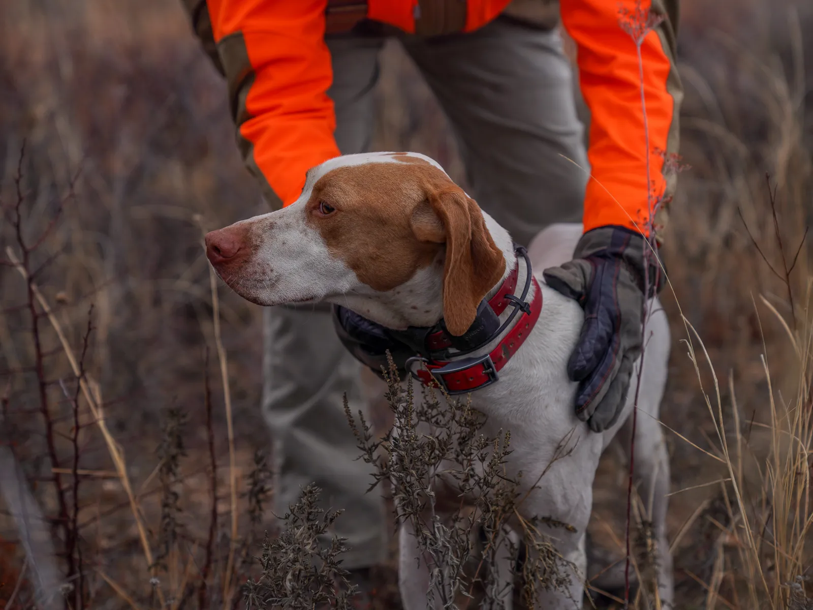 Semi-Guided Upland Hunts at Hueco Ranch — photo 2