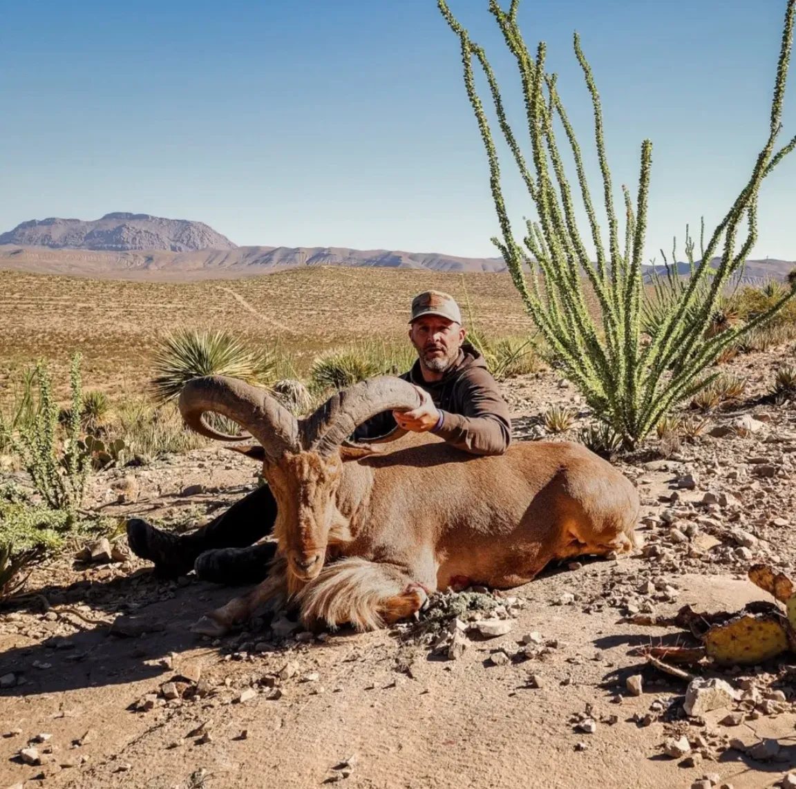 Van Horn Lower Ranch Aoudad Hunts — photo 4