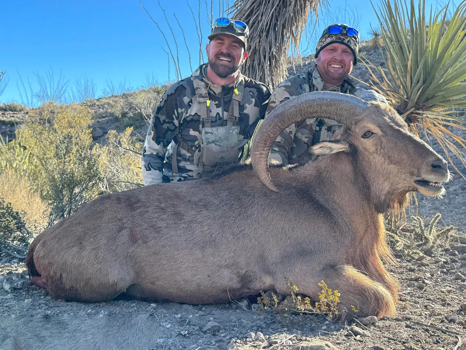 Hueco Ranch Aoudad Hunts — photo 5