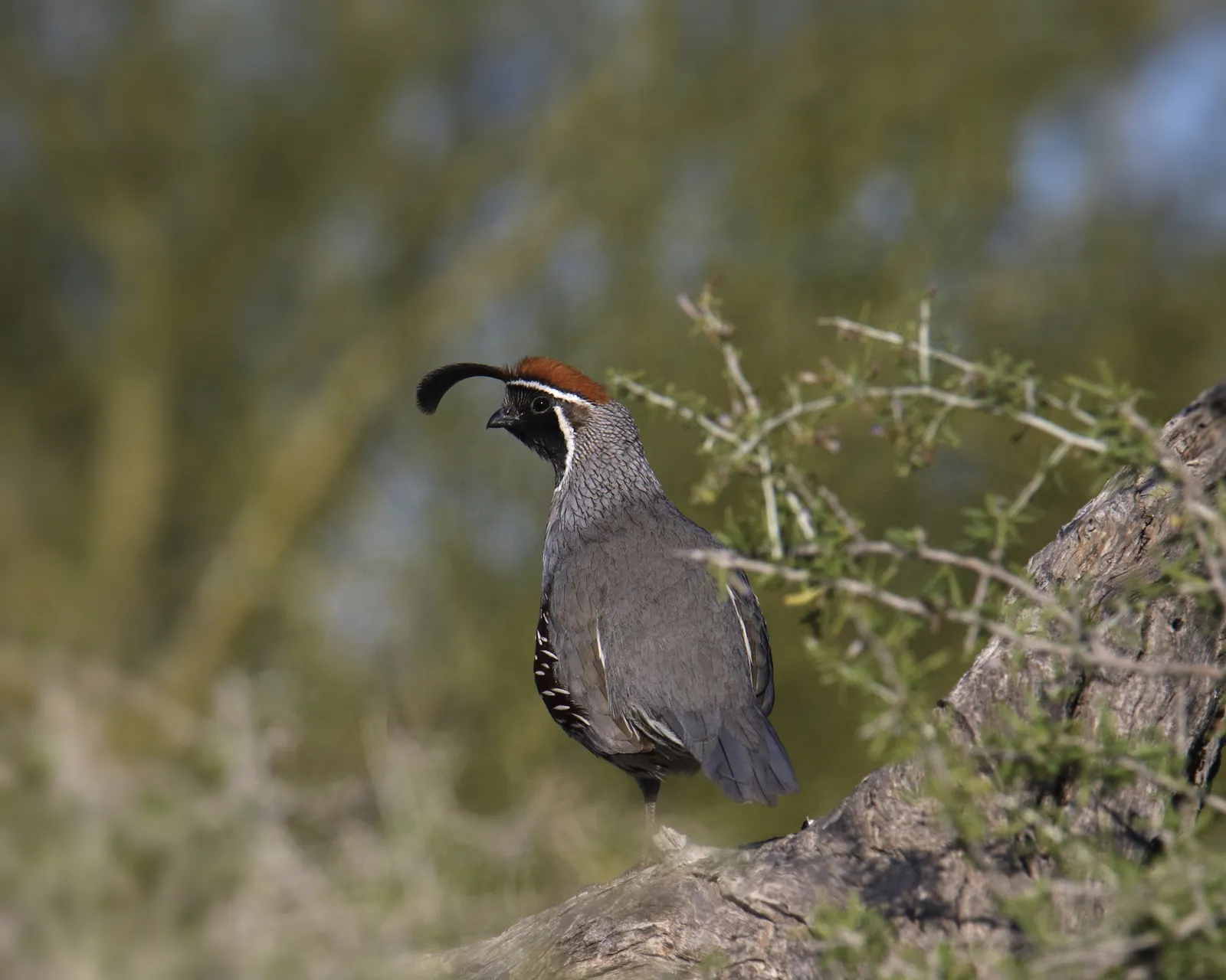 Semi-Guided Upland Hunts at Hueco Ranch — photo 1