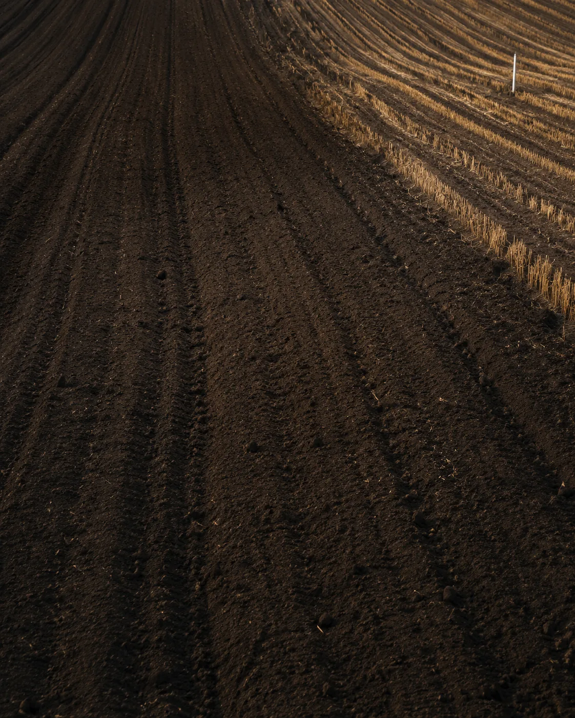Dark cultivated soil with field rows