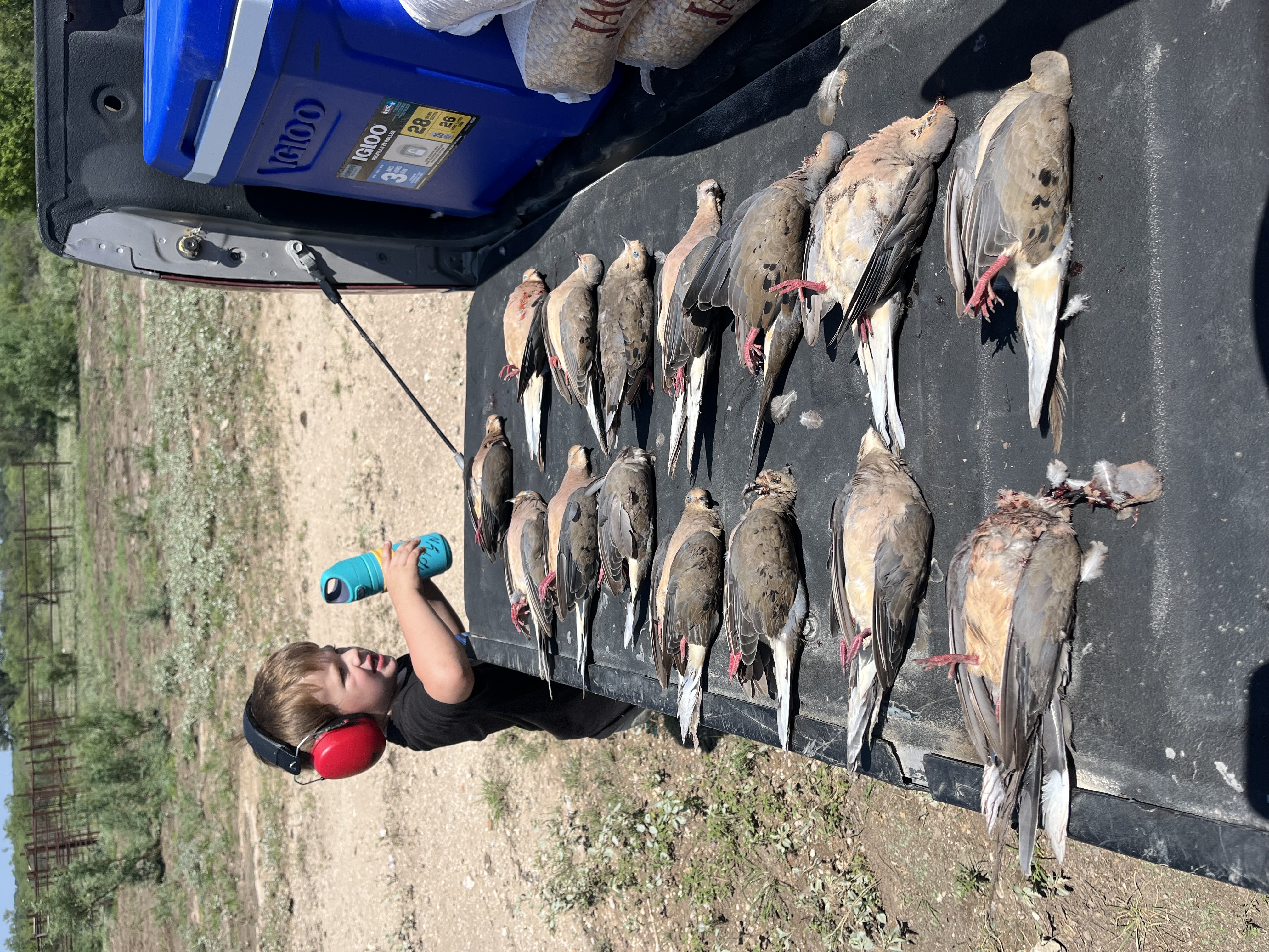 Weekend Dove Hunts at KP Ranch