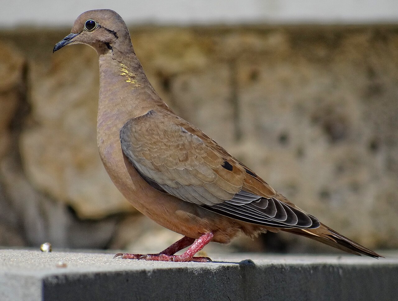 High-Volume Dove & Pigeon Hunt — Córdoba