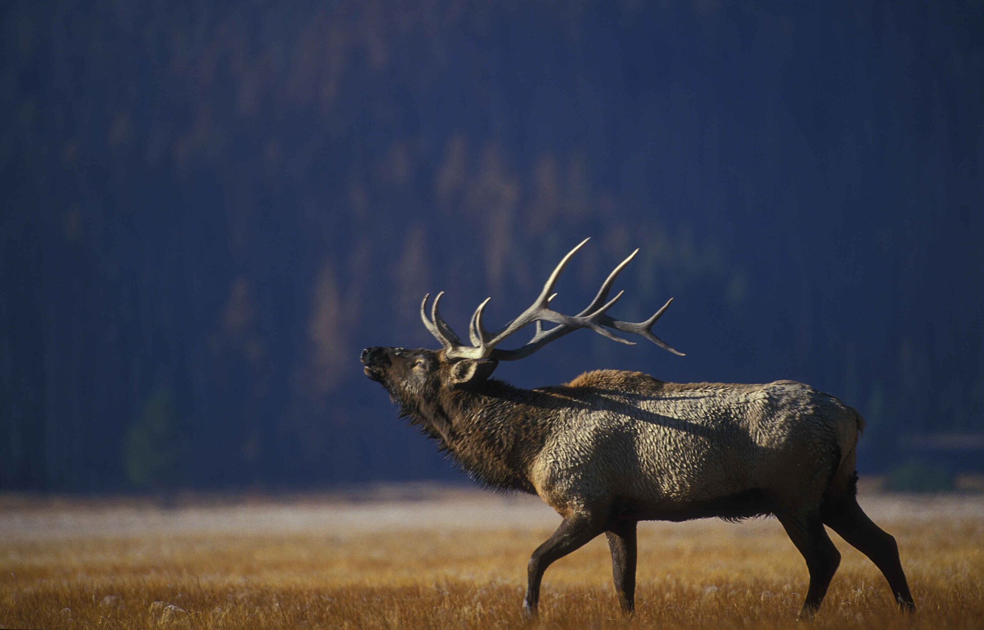 Free Range Bull Elk Hunt