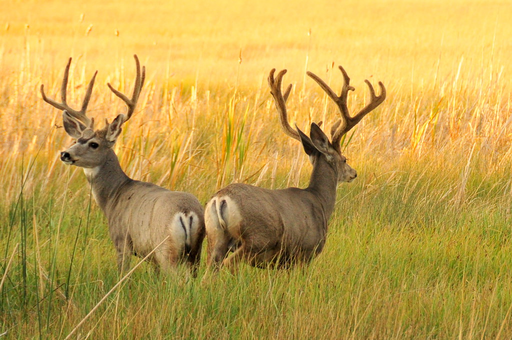 West Texas Mule Deer Hunts