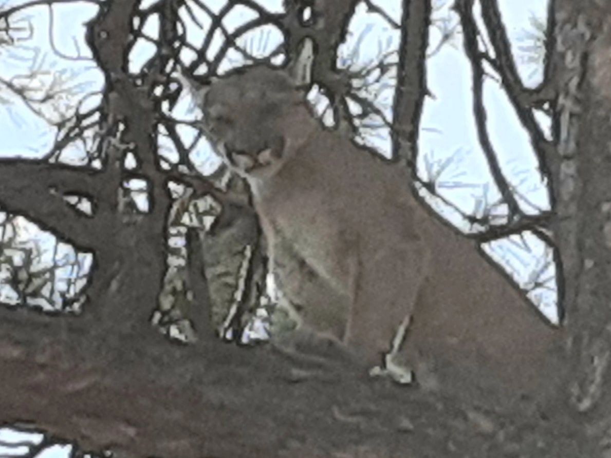 7-Day Trophy Tom Mountain Lion Hunt