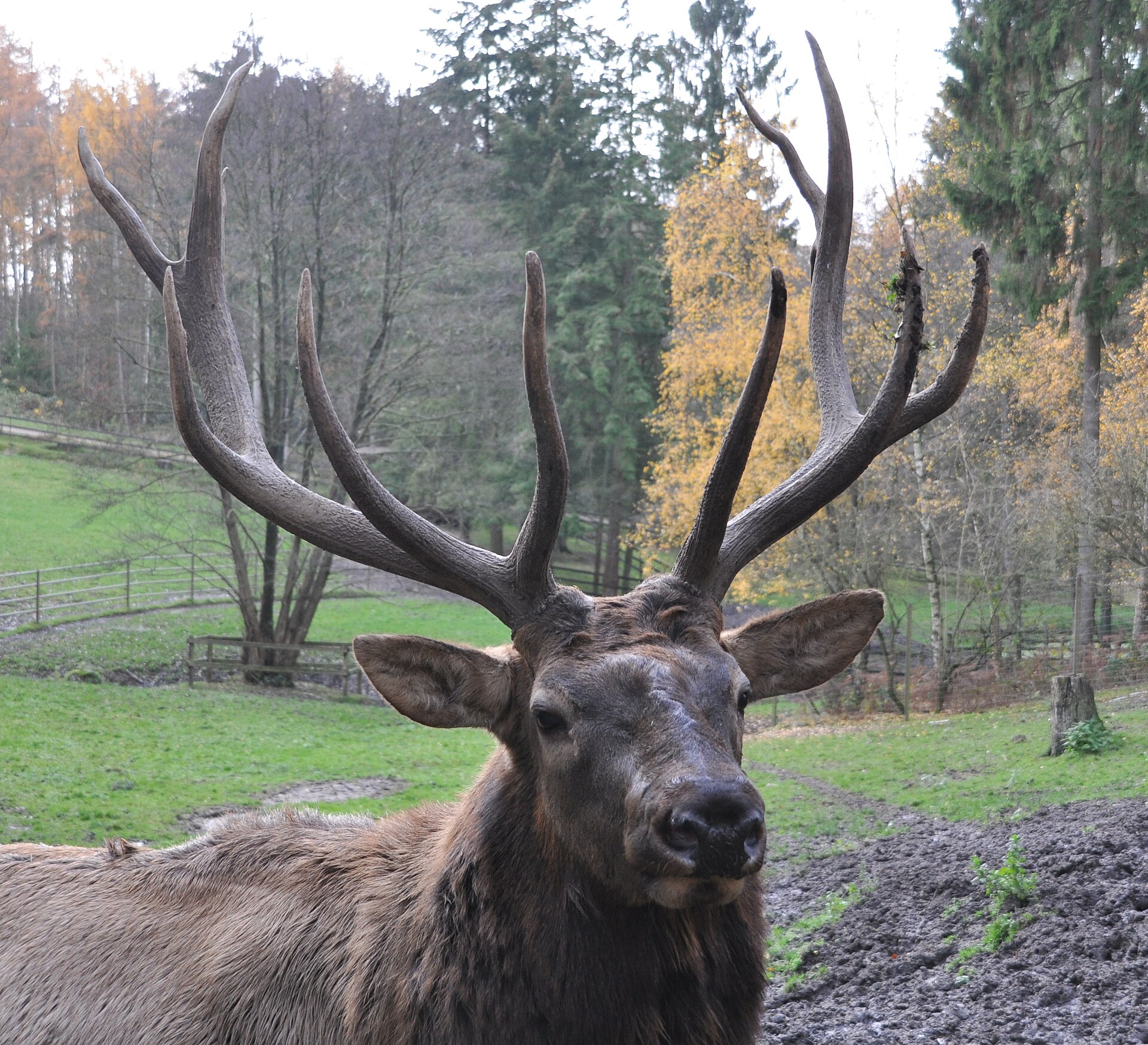 Free Range Cow Elk Hunt