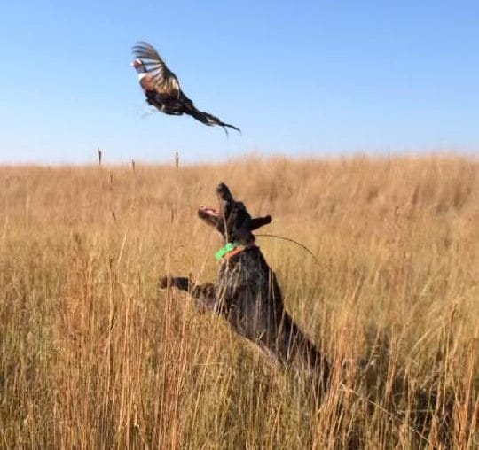 Pheasant Hunts at Double P Ranch