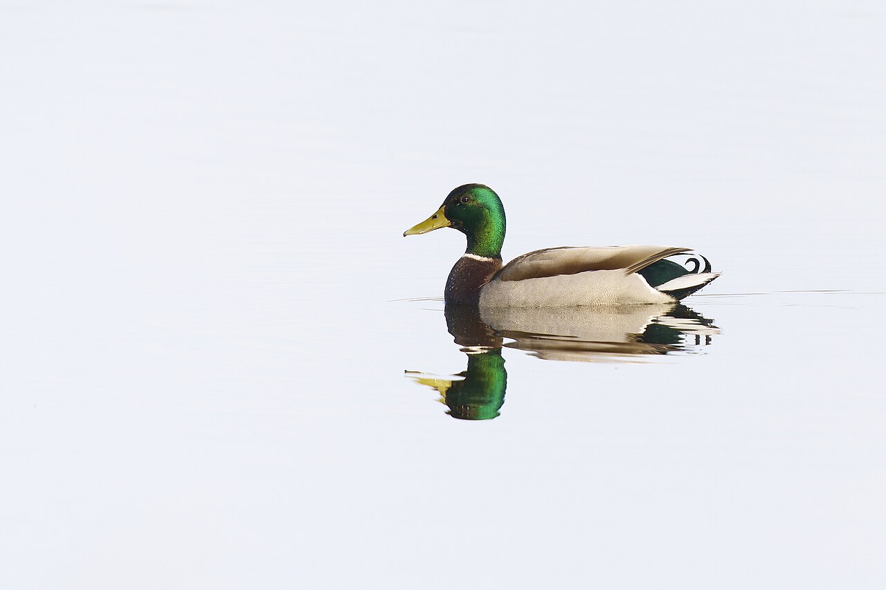 Big Duck Hunt