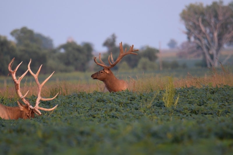 Elk Hunts at Sodak Prairie Acres