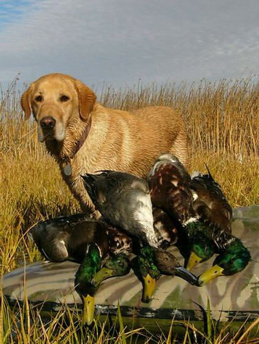 Guided South Dakota Duck Hunt