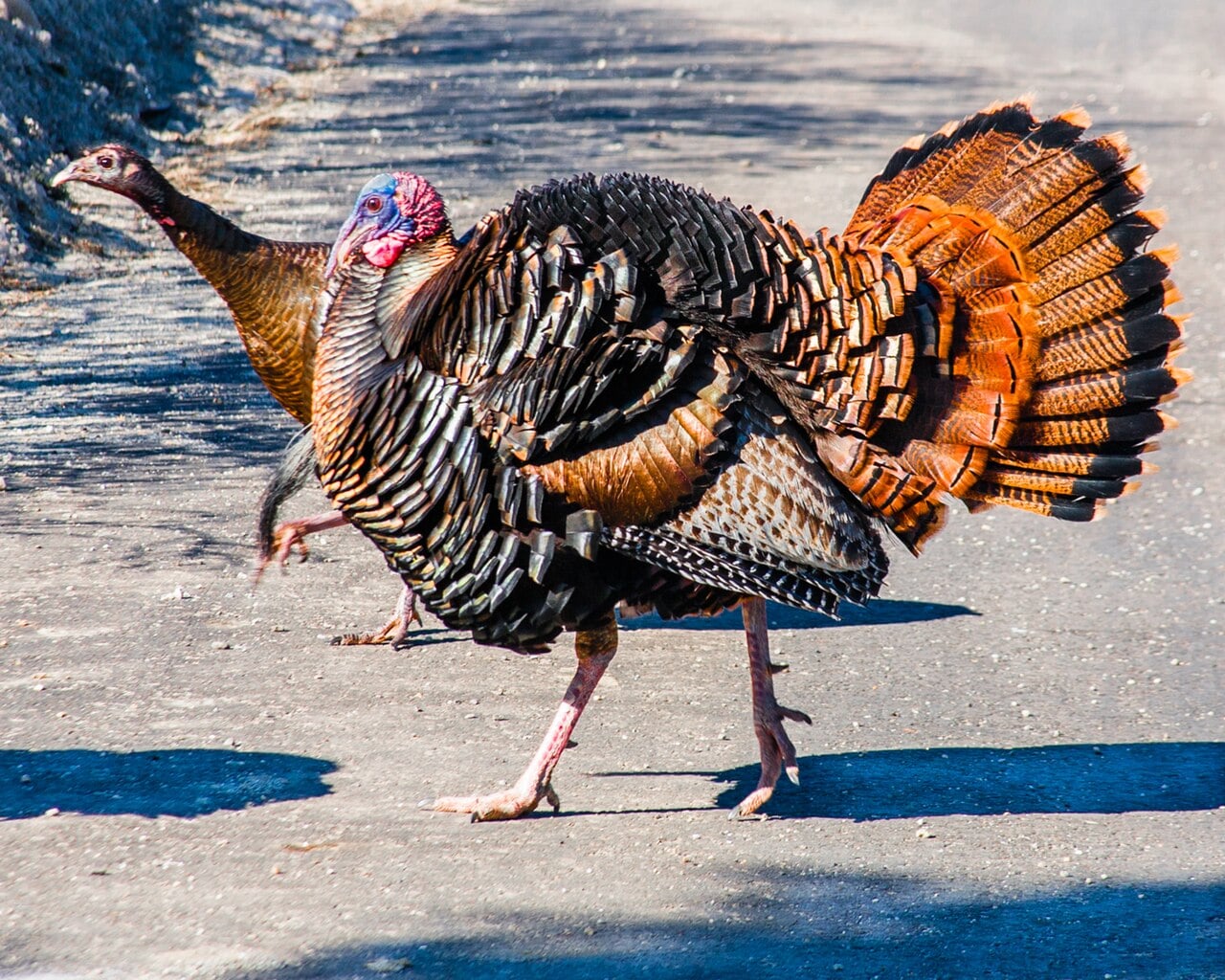 Ohio Spring Turkey Hunt