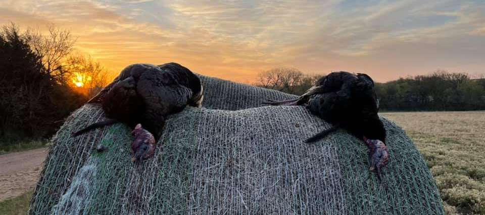 Kansas Turkey Hunts at Scattered Acres