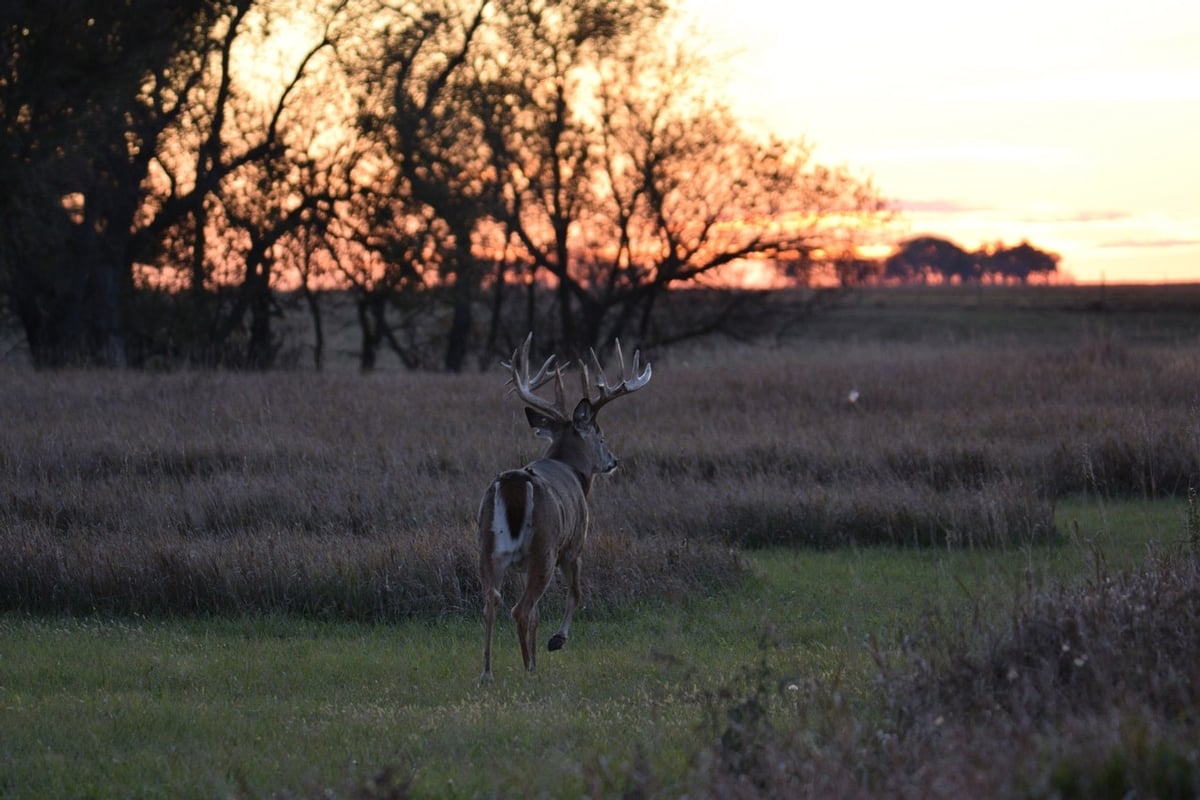 Whitetail Deer Hunts at Sodak Prairie Acres
