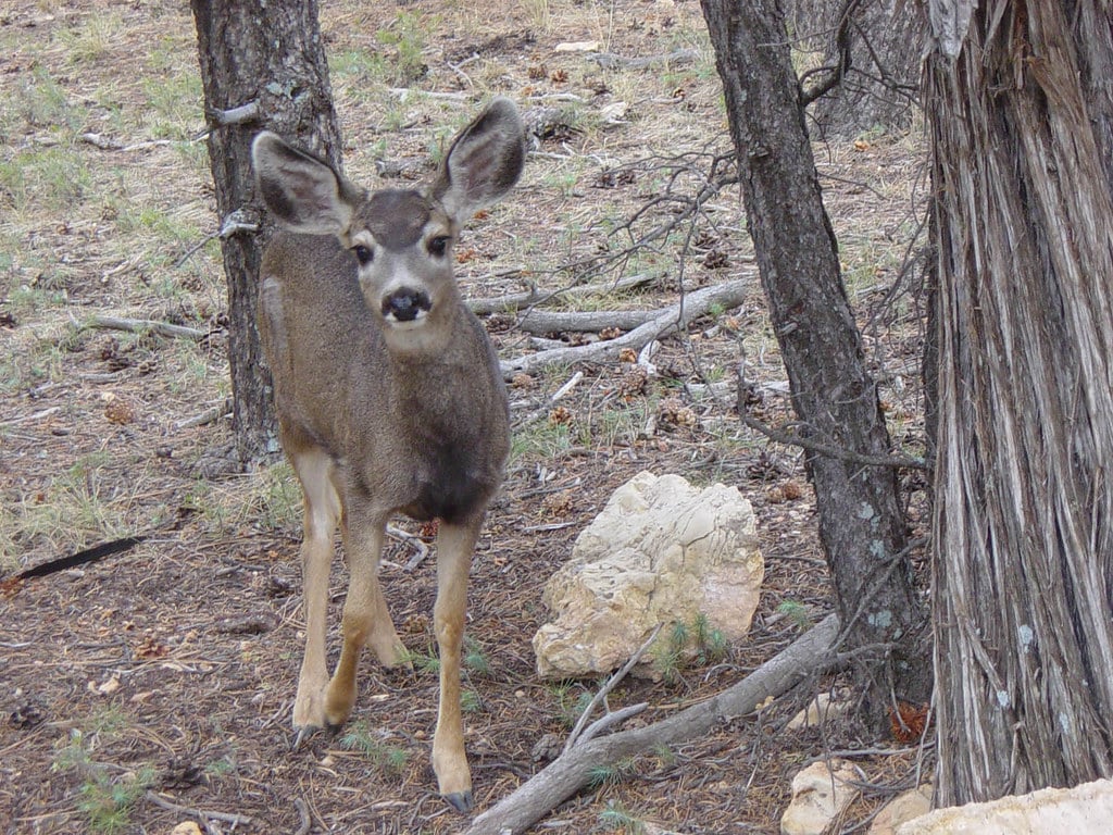 Mule Deer & Wild Boar Hunt