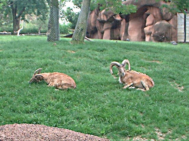 Urial Ram Hunt at Sodak Prairie Acres