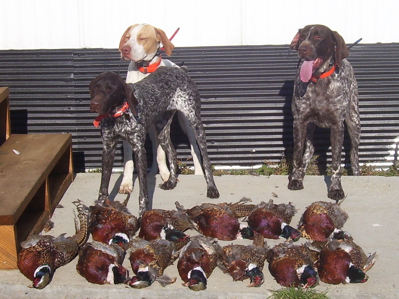 West River Adventures Pheasant Camp — Self-Guided Pheasant Hunt