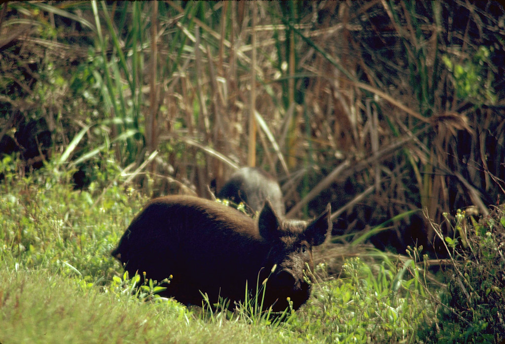 Alabama Hog Hunt