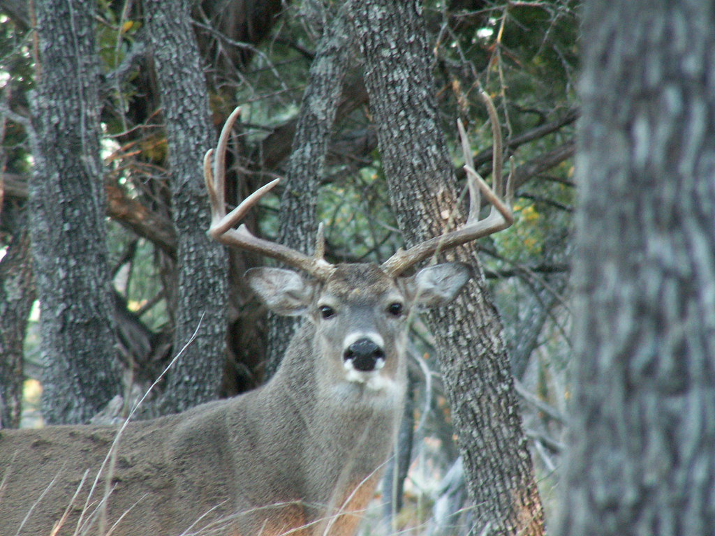 Kentucky Opening Bow Deer Hunt