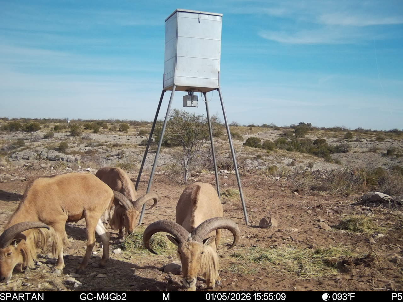 Aoudad Hunts at Buck Moon on the Pecos