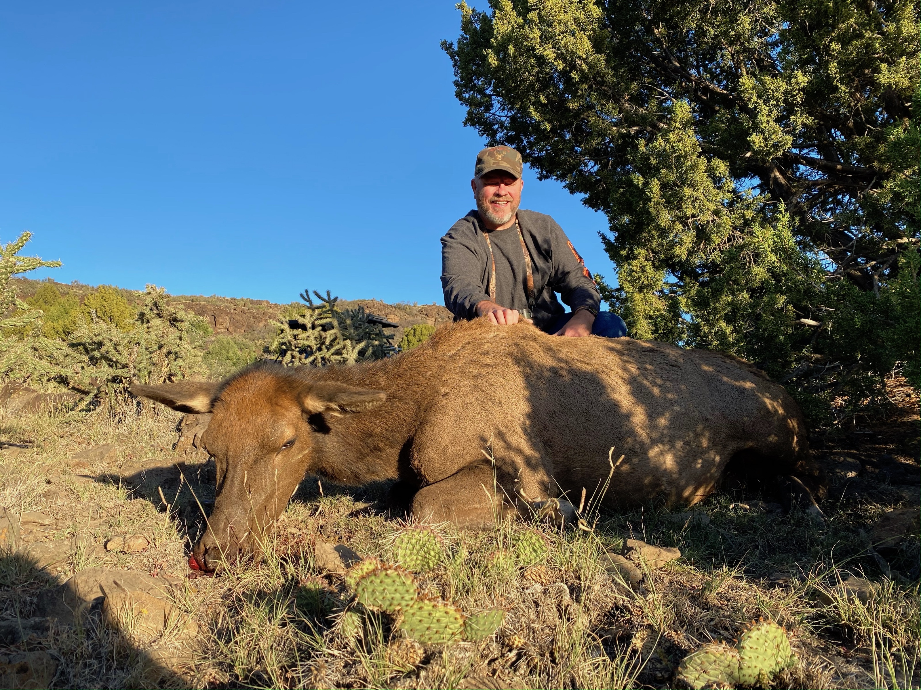 Cow Elk Hunt at Cotton Mesa