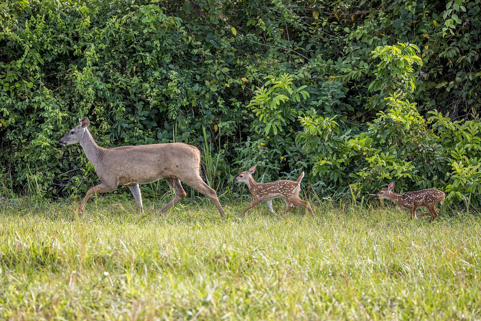 Whitetail Hunts at Salado Ranch (MMK Outfitters)