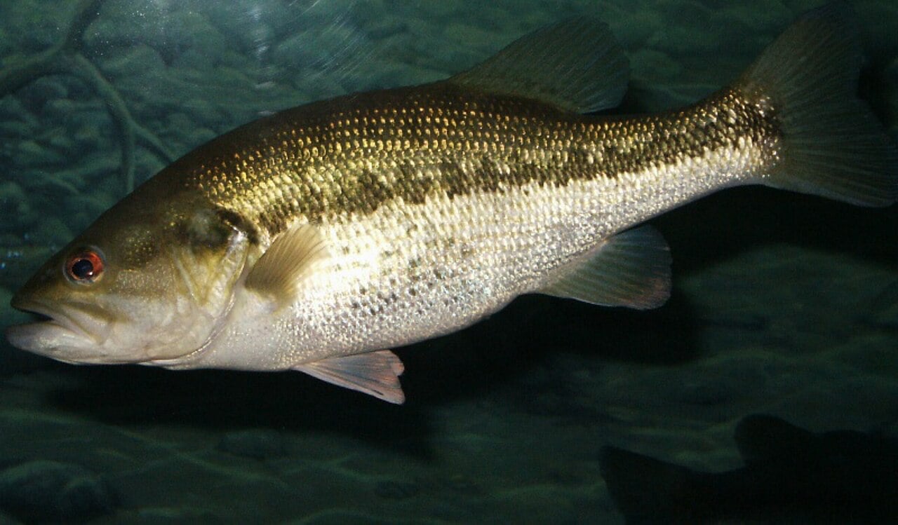 Fishing Trip