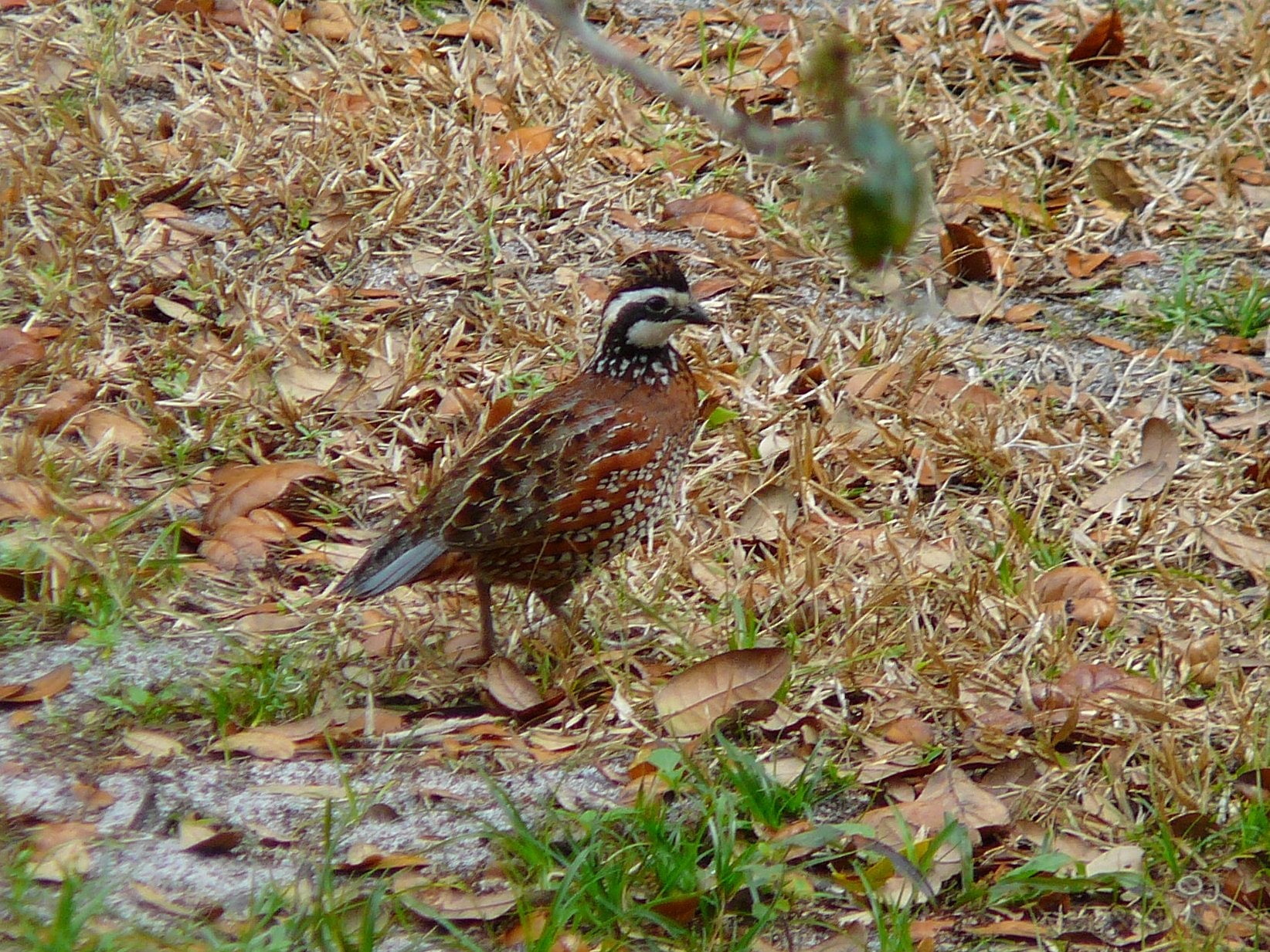 Quail Hunts at Hubert Family Ranch