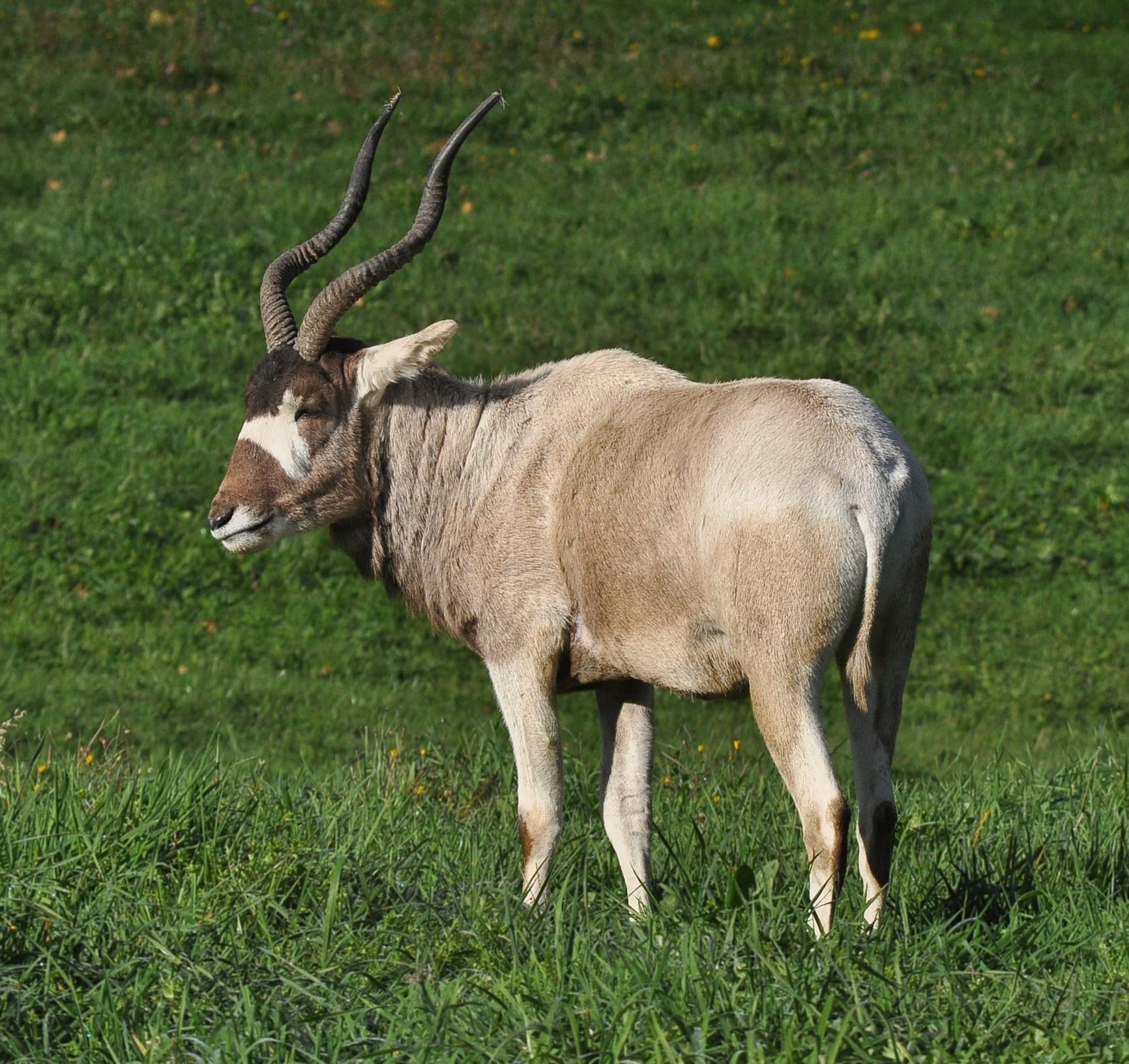 Addax Hunts at High Lonesome Ranch
