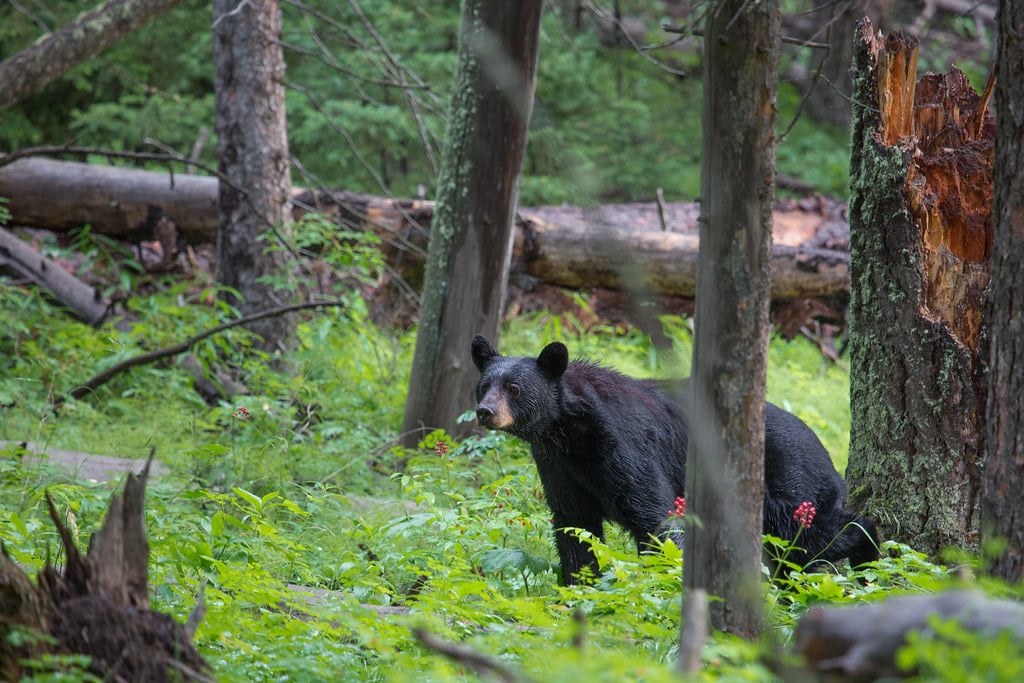 Guided Bear Hunt