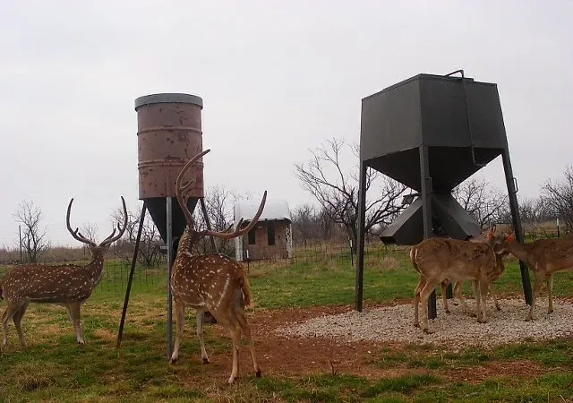 Axis Deer Hunts at B-Tex Ranch