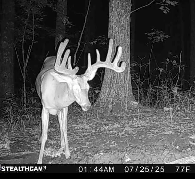 Kentucky Whitetail Buck Hunts at Big Racks