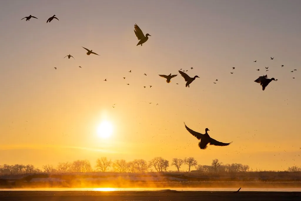 Nebraska Duck Hunt at River Lodge