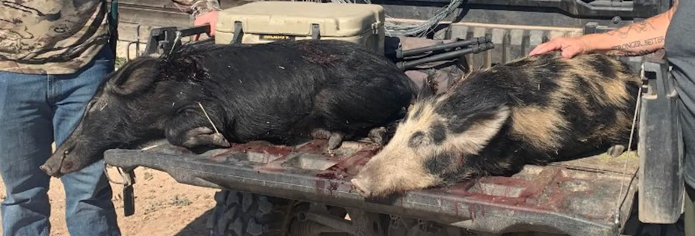 2-Day Hog Hunts at 4D North Ranch
