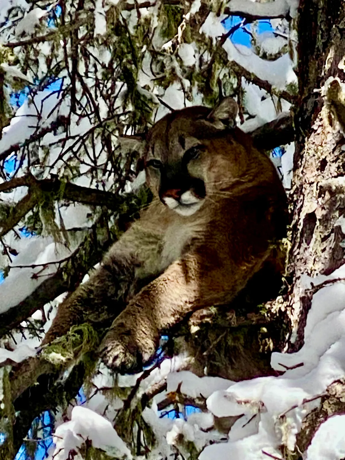 Mountain Lion Hunt