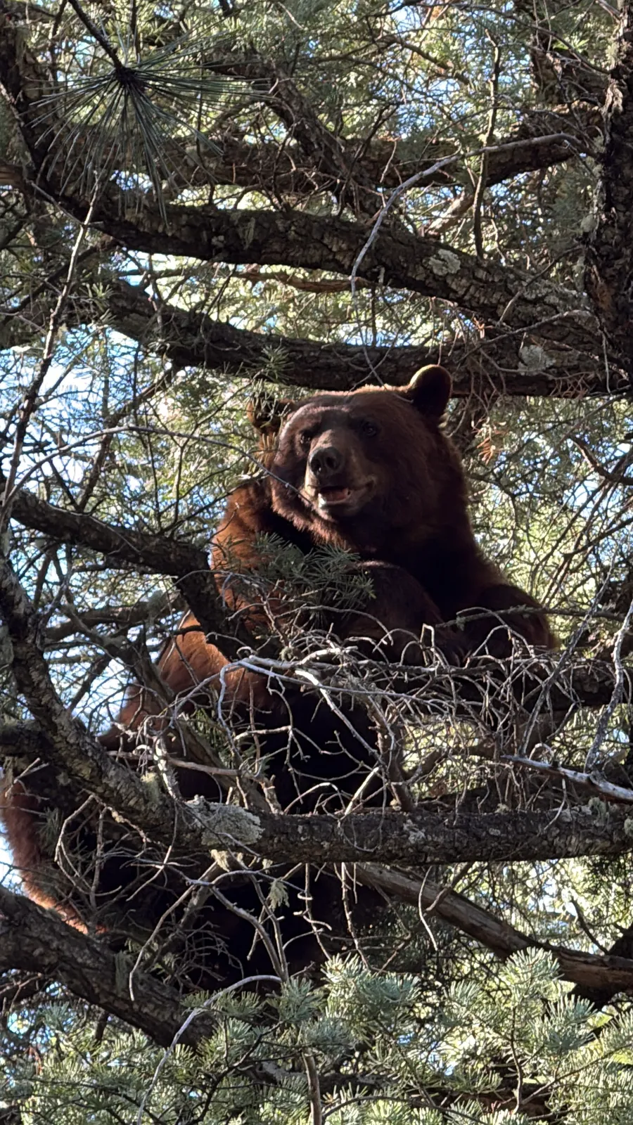 Guided Bear Hunt with Hounds